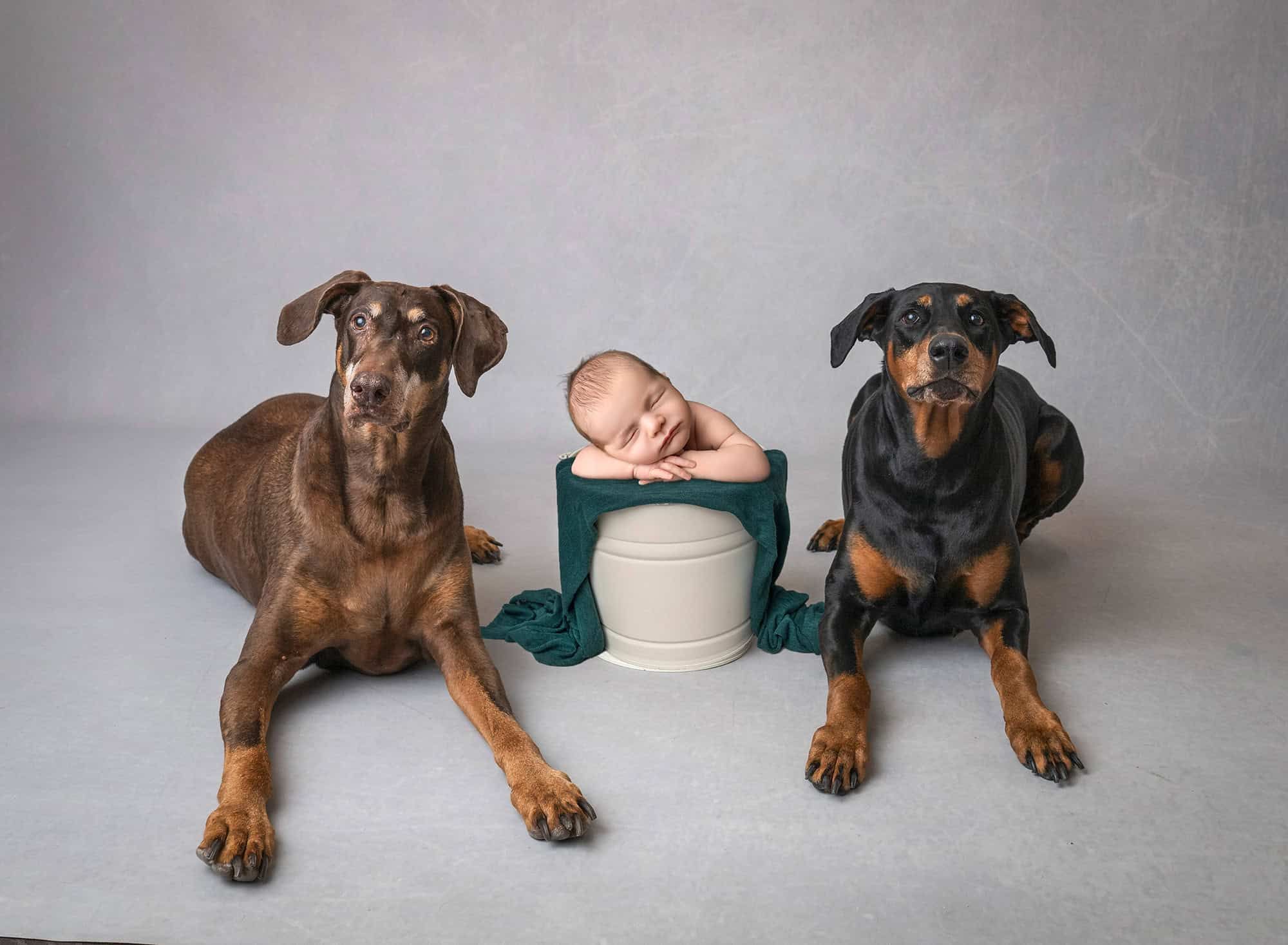 newborn photos with dogs—baby Leif asleep in a bucket between two calm Doberman Pinschers