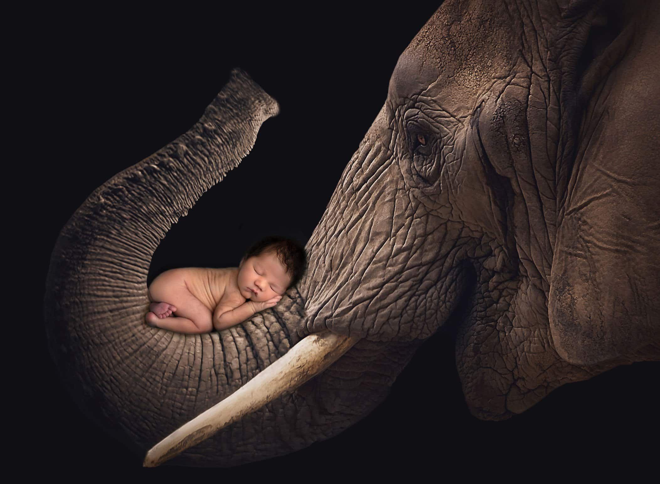 hartford ct newborn photography hartford ct newborn photography