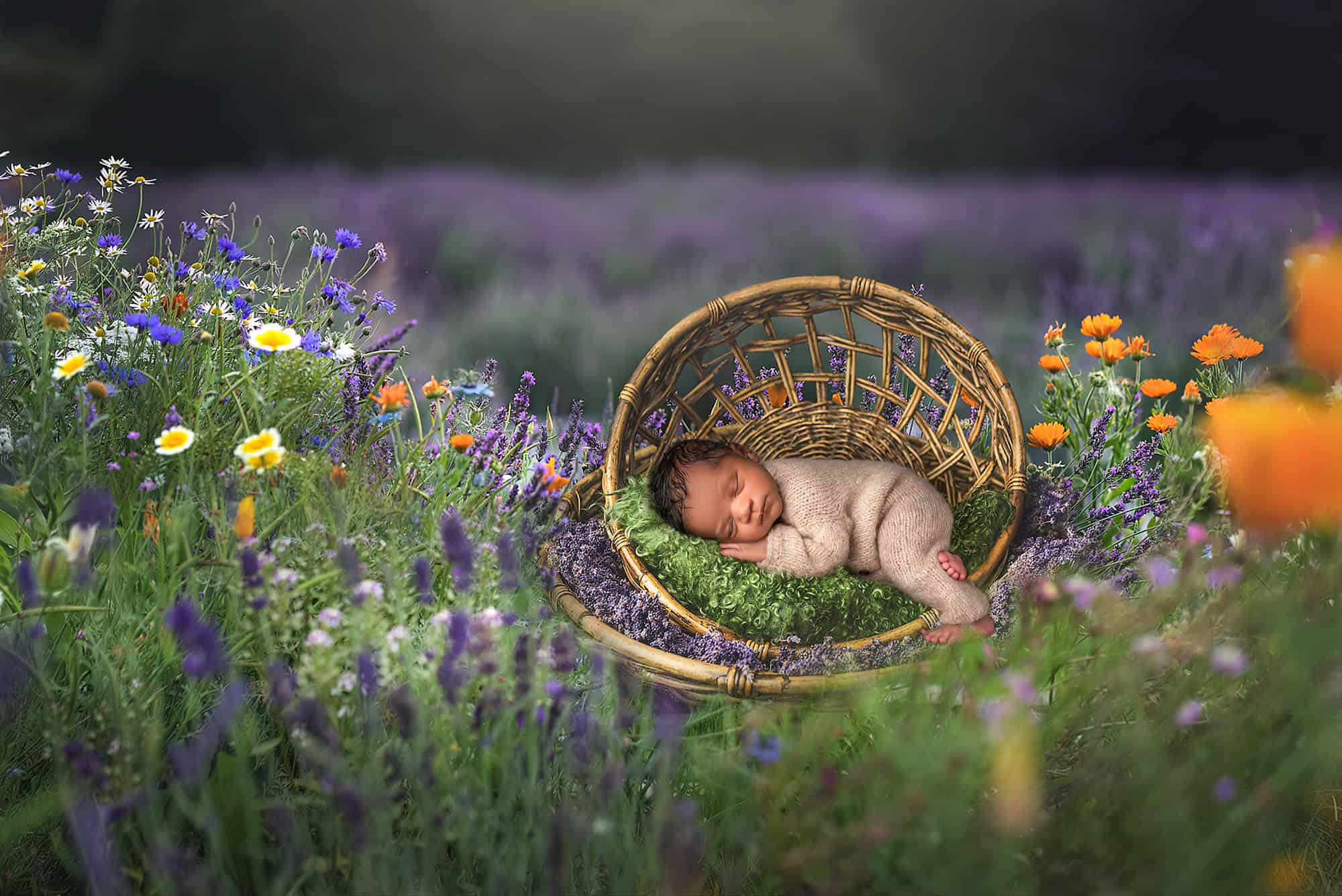 newborn photo studio newborn sleeping in a basket amidst lavender fields