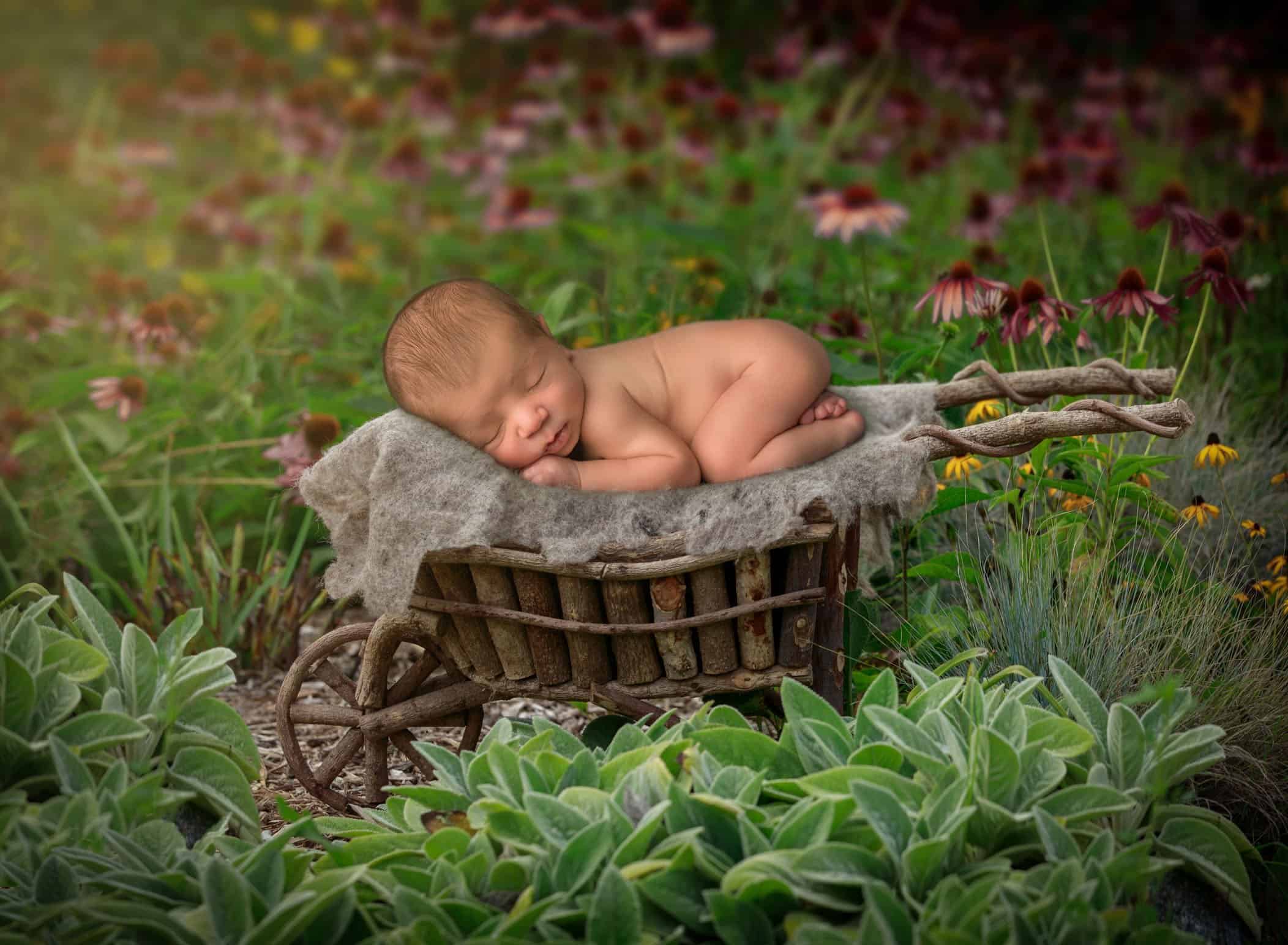 newborn baby sleeping on a wooden wheelbarrow in the garden