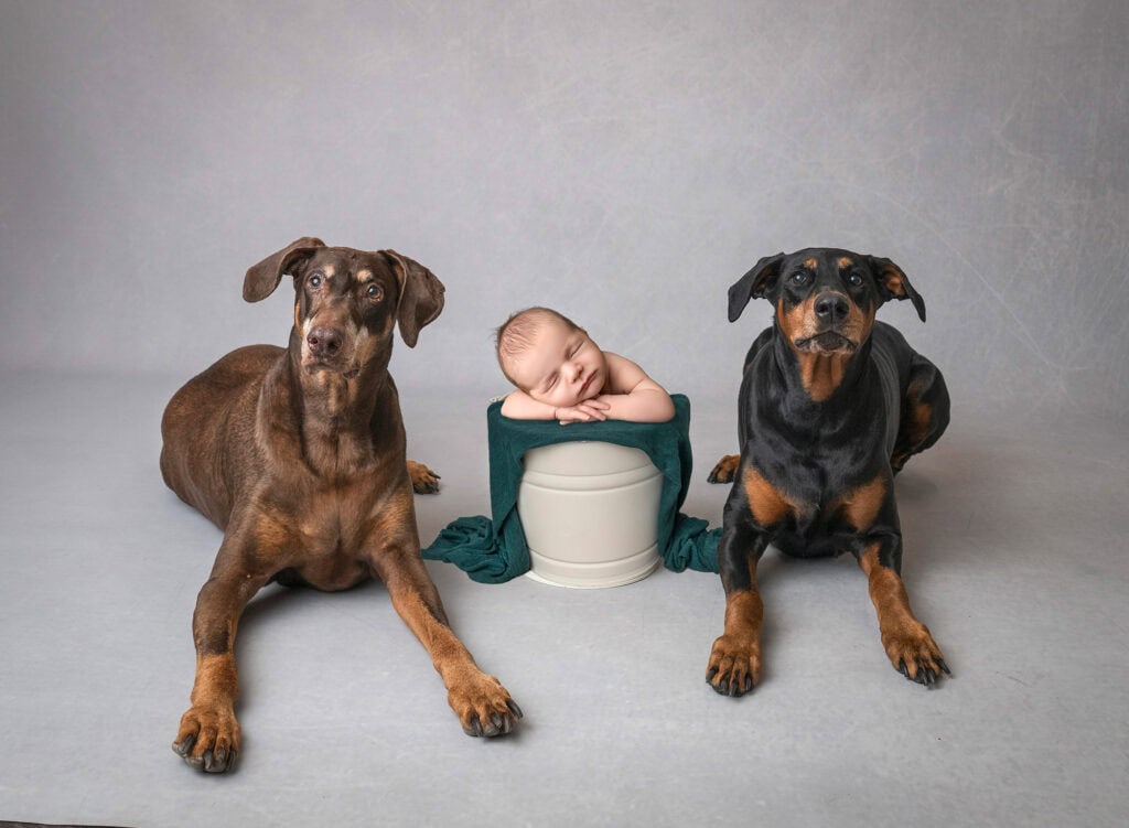 newborn photos with dogs—baby Leif asleep in a bucket between two calm Doberman Pinschers