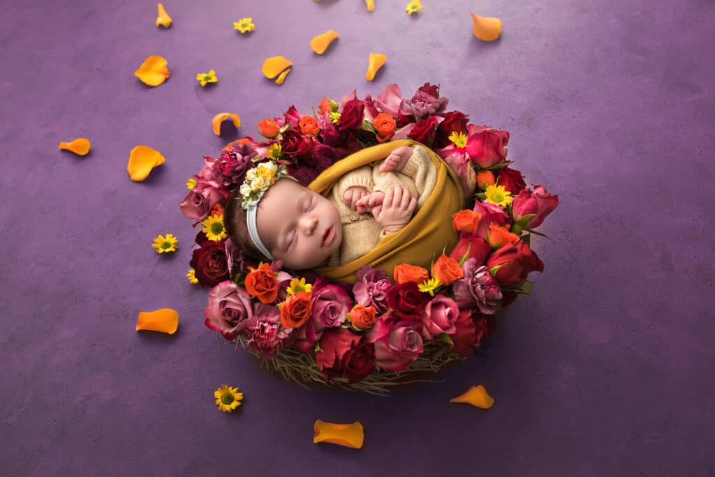 CT newborn photographer baby sleeping in nest of roses on purple background