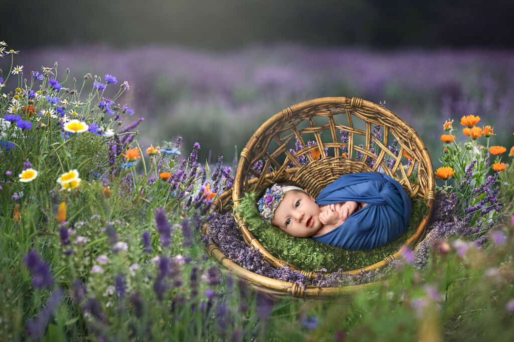 newborn photos with siblings — baby in wicker basket among purple wildflowers